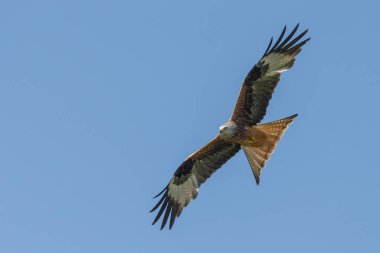 Mavi gökyüzünde uçan kırmızı uçurtma
