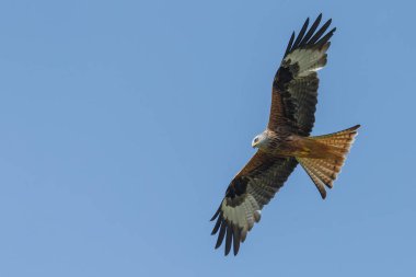 Mavi gökyüzünde uçan kırmızı uçurtma