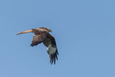 Mavi gökyüzünde uçan kırmızı uçurtma