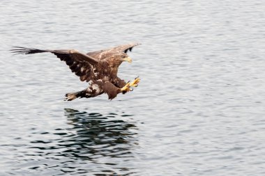 Beyaz kuyruklu kartal doğal yaşam alanında.