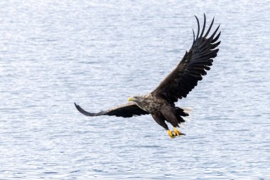 Beyaz kuyruklu kartal doğal yaşam alanında.