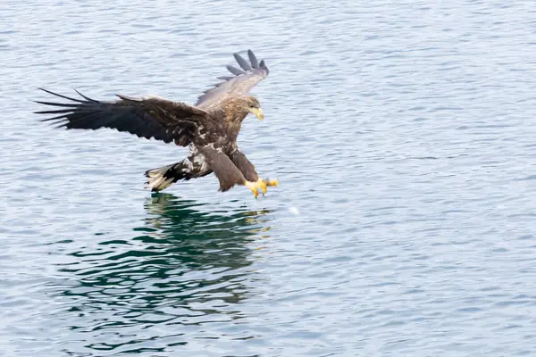 Beyaz kuyruklu kartal doğal yaşam alanında.