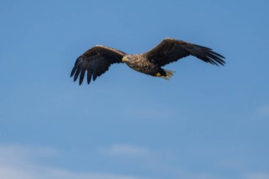 Beyaz kuyruklu kartal doğal yaşam alanında.