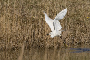 Küçük balıkçıl (
