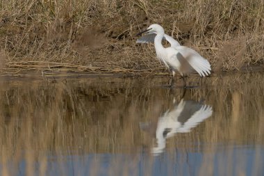 Küçük balıkçıl (