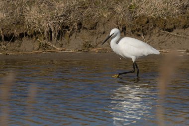 The little egret (Egretta garzetta) is a species of small heron in the family Ardeidae. It is a white bird with a slender black beak, long black legs and, in the western race, yellow feet. clipart