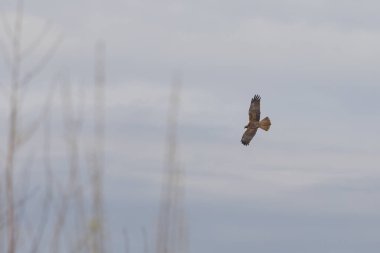 Batılı bataklık harrier (Circus aeruginosus), Avrasya 'nın ılıman ve subtropikal batı bölgelerinden ve komşu Afrika' dan yırtıcı bir kuş türü. Aynı zamanda Avrasya bataklık gemisi olarak da bilinir..