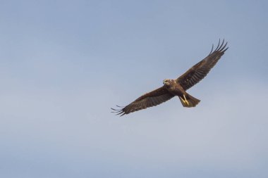 Batılı bataklık harrier (Circus aeruginosus), Avrasya 'nın ılıman ve subtropikal batı bölgelerinden ve komşu Afrika' dan yırtıcı bir kuş türü. Aynı zamanda Avrasya bataklık gemisi olarak da bilinir..