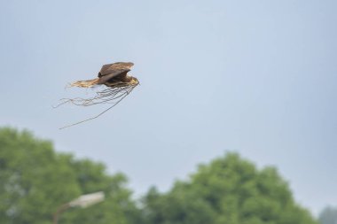 Batılı bataklık harrier (Circus aeruginosus), Avrasya 'nın ılıman ve subtropikal batı bölgelerinden ve komşu Afrika' dan yırtıcı bir kuş türü. Aynı zamanda Avrasya bataklık gemisi olarak da bilinir..