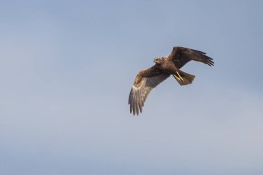 Batılı bataklık harrier (Circus aeruginosus), Avrasya 'nın ılıman ve subtropikal batı bölgelerinden ve komşu Afrika' dan yırtıcı bir kuş türü. Aynı zamanda Avrasya bataklık gemisi olarak da bilinir..