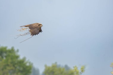 Batılı bataklık harrier (Circus aeruginosus), Avrasya 'nın ılıman ve subtropikal batı bölgelerinden ve komşu Afrika' dan yırtıcı bir kuş türü. Aynı zamanda Avrasya bataklık gemisi olarak da bilinir..