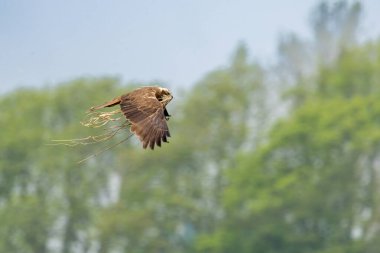 Batılı bataklık harrier (Circus aeruginosus), Avrasya 'nın ılıman ve subtropikal batı bölgelerinden ve komşu Afrika' dan yırtıcı bir kuş türü. Aynı zamanda Avrasya bataklık gemisi olarak da bilinir..