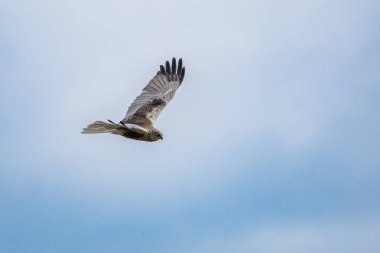 Batılı bataklık harrier (Circus aeruginosus), Avrasya 'nın ılıman ve subtropikal batı bölgelerinden ve komşu Afrika' dan yırtıcı bir kuş türü. Aynı zamanda Avrasya bataklık gemisi olarak da bilinir..