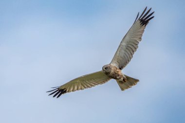 Batılı bataklık harrier (Circus aeruginosus), Avrasya 'nın ılıman ve subtropikal batı bölgelerinden ve komşu Afrika' dan yırtıcı bir kuş türü. Aynı zamanda Avrasya bataklık gemisi olarak da bilinir..
