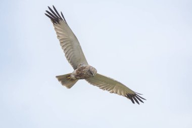 Batılı bataklık harrier (Circus aeruginosus), Avrasya 'nın ılıman ve subtropikal batı bölgelerinden ve komşu Afrika' dan yırtıcı bir kuş türü. Aynı zamanda Avrasya bataklık gemisi olarak da bilinir..