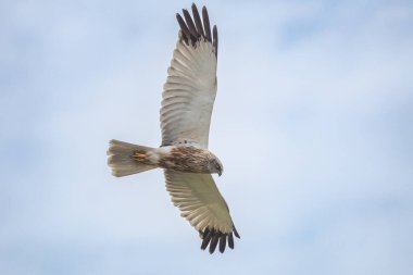 Batılı bataklık harrier (Circus aeruginosus), Avrasya 'nın ılıman ve subtropikal batı bölgelerinden ve komşu Afrika' dan yırtıcı bir kuş türü. Aynı zamanda Avrasya bataklık gemisi olarak da bilinir..