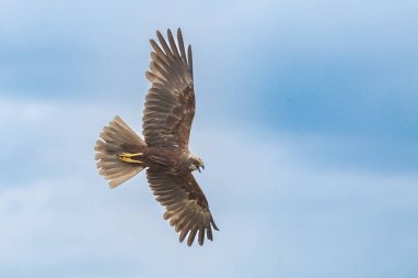 Batılı bataklık harrier (Circus aeruginosus), Avrasya 'nın ılıman ve subtropikal batı bölgelerinden ve komşu Afrika' dan yırtıcı bir kuş türü. Aynı zamanda Avrasya bataklık gemisi olarak da bilinir..