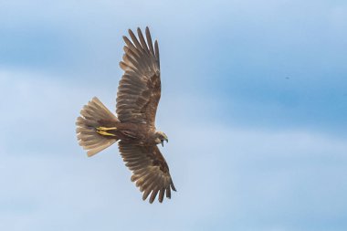 Batılı bataklık harrier (Circus aeruginosus), Avrasya 'nın ılıman ve subtropikal batı bölgelerinden ve komşu Afrika' dan yırtıcı bir kuş türü. Aynı zamanda Avrasya bataklık gemisi olarak da bilinir..
