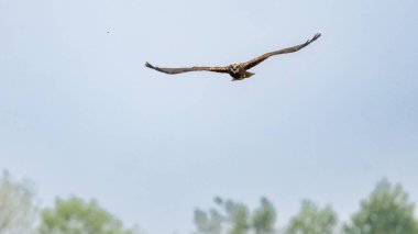 Batılı bataklık harrier (Circus aeruginosus), Avrasya 'nın ılıman ve subtropikal batı bölgelerinden ve komşu Afrika' dan yırtıcı bir kuş türü. Aynı zamanda Avrasya bataklık gemisi olarak da bilinir..