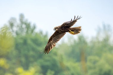 Batılı bataklık harrier (Circus aeruginosus), Avrasya 'nın ılıman ve subtropikal batı bölgelerinden ve komşu Afrika' dan yırtıcı bir kuş türü. Aynı zamanda Avrasya bataklık gemisi olarak da bilinir..
