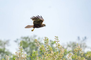 Batılı bataklık harrier (Circus aeruginosus), Avrasya 'nın ılıman ve subtropikal batı bölgelerinden ve komşu Afrika' dan yırtıcı bir kuş türü. Aynı zamanda Avrasya bataklık gemisi olarak da bilinir..