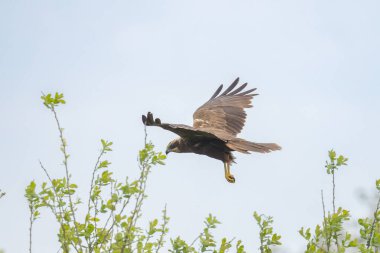 Batılı bataklık harrier (Circus aeruginosus), Avrasya 'nın ılıman ve subtropikal batı bölgelerinden ve komşu Afrika' dan yırtıcı bir kuş türü. Aynı zamanda Avrasya bataklık gemisi olarak da bilinir..