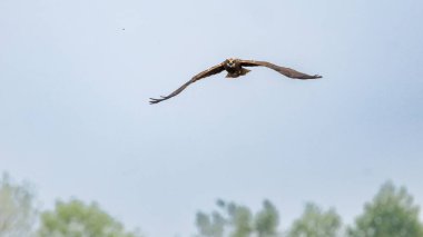 Batılı bataklık harrier (Circus aeruginosus), Avrasya 'nın ılıman ve subtropikal batı bölgelerinden ve komşu Afrika' dan yırtıcı bir kuş türü. Aynı zamanda Avrasya bataklık gemisi olarak da bilinir..