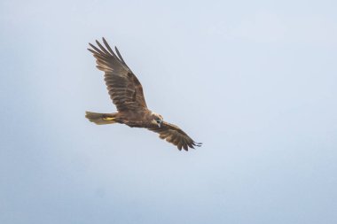 Batılı bataklık harrier (Circus aeruginosus), Avrasya 'nın ılıman ve subtropikal batı bölgelerinden ve komşu Afrika' dan yırtıcı bir kuş türü. Aynı zamanda Avrasya bataklık gemisi olarak da bilinir..