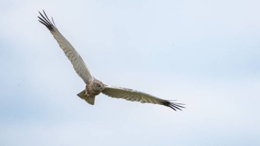 Batılı bataklık harrier (Circus aeruginosus), Avrasya 'nın ılıman ve subtropikal batı bölgelerinden ve komşu Afrika' dan yırtıcı bir kuş türü. Aynı zamanda Avrasya bataklık gemisi olarak da bilinir..