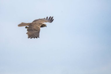 Batılı bataklık harrier (Circus aeruginosus), Avrasya 'nın ılıman ve subtropikal batı bölgelerinden ve komşu Afrika' dan yırtıcı bir kuş türü. Aynı zamanda Avrasya bataklık gemisi olarak da bilinir..