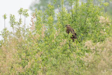 Batılı bataklık harrier (Circus aeruginosus), Avrasya 'nın ılıman ve subtropikal batı bölgelerinden ve komşu Afrika' dan yırtıcı bir kuş türü. Aynı zamanda Avrasya bataklık gemisi olarak da bilinir..