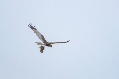 Batılı bataklık harrier (Circus aeruginosus), Avrasya 'nın ılıman ve subtropikal batı bölgelerinden ve komşu Afrika' dan yırtıcı bir kuş türü. Aynı zamanda Avrasya bataklık gemisi olarak da bilinir..