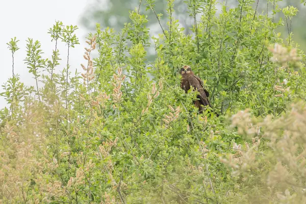 Batılı bataklık harrier (Circus aeruginosus), Avrasya 'nın ılıman ve subtropikal batı bölgelerinden ve komşu Afrika' dan yırtıcı bir kuş türü. Aynı zamanda Avrasya bataklık gemisi olarak da bilinir..