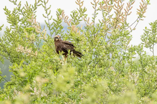 Batılı bataklık harrier (Circus aeruginosus), Avrasya 'nın ılıman ve subtropikal batı bölgelerinden ve komşu Afrika' dan yırtıcı bir kuş türü. Aynı zamanda Avrasya bataklık gemisi olarak da bilinir..