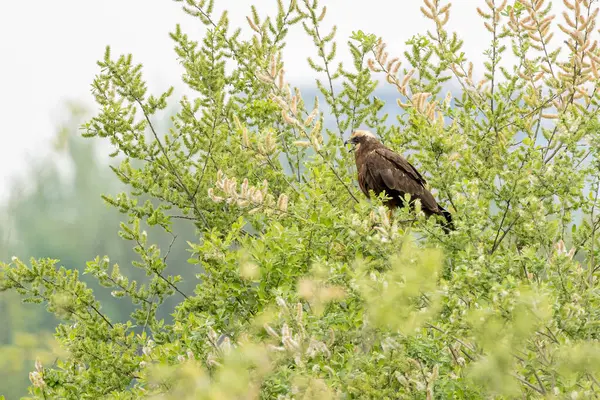 Batılı bataklık harrier (Circus aeruginosus), Avrasya 'nın ılıman ve subtropikal batı bölgelerinden ve komşu Afrika' dan yırtıcı bir kuş türü. Aynı zamanda Avrasya bataklık gemisi olarak da bilinir..