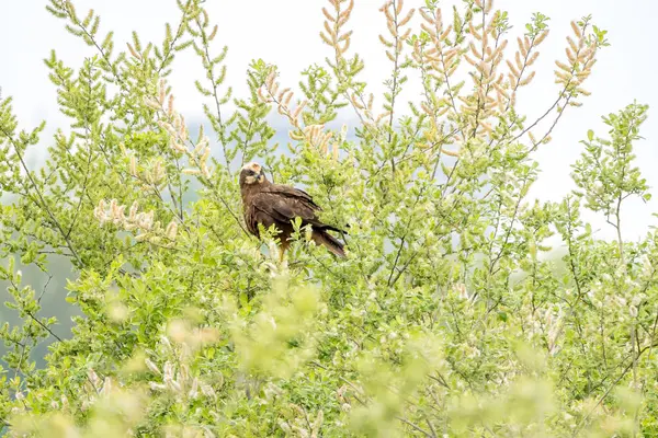 Batılı bataklık harrier (Circus aeruginosus), Avrasya 'nın ılıman ve subtropikal batı bölgelerinden ve komşu Afrika' dan yırtıcı bir kuş türü. Aynı zamanda Avrasya bataklık gemisi olarak da bilinir..