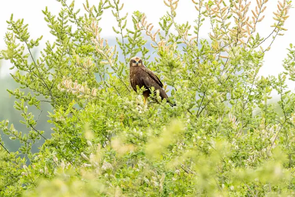 Batılı bataklık harrier (Circus aeruginosus), Avrasya 'nın ılıman ve subtropikal batı bölgelerinden ve komşu Afrika' dan yırtıcı bir kuş türü. Aynı zamanda Avrasya bataklık gemisi olarak da bilinir..