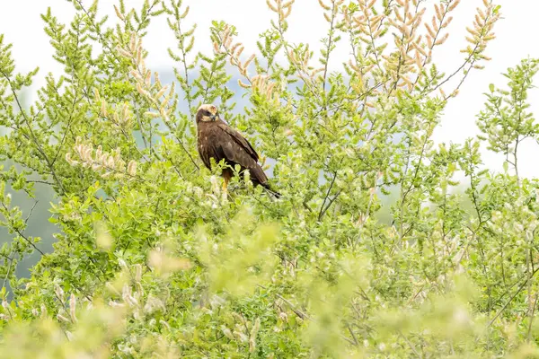 Batılı bataklık harrier (Circus aeruginosus), Avrasya 'nın ılıman ve subtropikal batı bölgelerinden ve komşu Afrika' dan yırtıcı bir kuş türü. Aynı zamanda Avrasya bataklık gemisi olarak da bilinir..