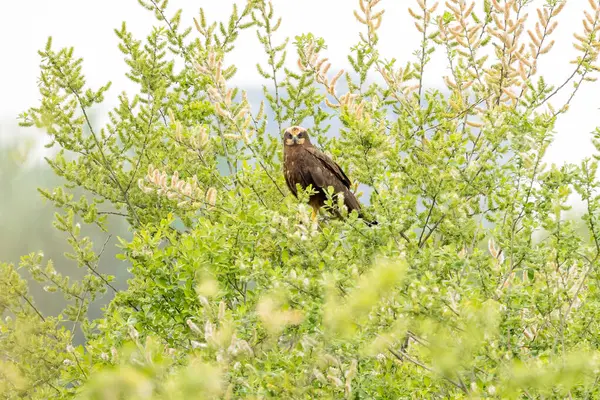 Batılı bataklık harrier (Circus aeruginosus), Avrasya 'nın ılıman ve subtropikal batı bölgelerinden ve komşu Afrika' dan yırtıcı bir kuş türü. Aynı zamanda Avrasya bataklık gemisi olarak da bilinir..