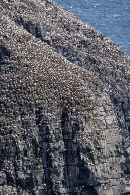 St Mary Newfoundland Burnu 'ndaki Kuzey Sümsük Kuşağı