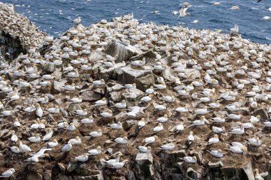 St Mary Newfoundland Burnu 'ndaki Kuzey Sümsük Kuşağı