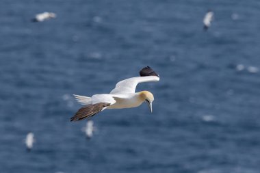 St Mary Newfoundland Burnu 'ndaki Kuzey Sümsük Kuşağı