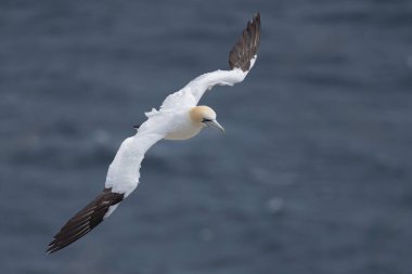 St Mary Newfoundland Burnu 'ndaki Kuzey Sümsük Kuşağı