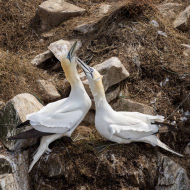 St Mary Newfoundland Burnu 'ndaki Kuzey Sümsük Kuşağı