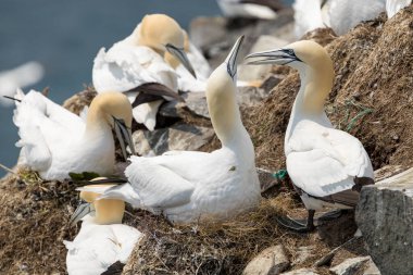 St Mary Newfoundland Burnu 'ndaki Kuzey Sümsük Kuşağı