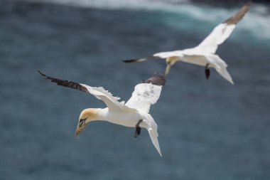 St Mary Newfoundland Burnu 'ndaki Kuzey Sümsük Kuşağı