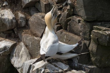 St Mary Newfoundland Burnu 'ndaki Kuzey Sümsük Kuşağı