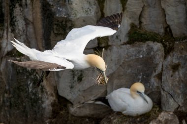 St Mary Newfoundland Burnu 'ndaki Kuzey Sümsük Kuşağı