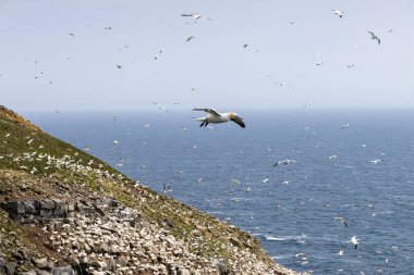 St Mary Newfoundland Burnu 'ndaki Kuzey Sümsük Kuşağı