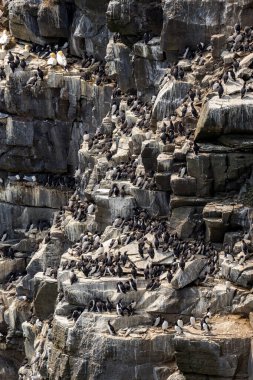 St Mary Newfoundland Burnu 'ndaki Kuzey Sümsük Kuşağı
